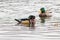 Wood Duck, Aix sponsa, male swims with male Mallard in beautiful reflective lake water on an afternoon in late fall