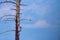 Wood duck bird house on an isolated dead tree with a small kestrel on branch - sunny day with blue skies and white clouds in the C