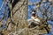 Wood Duck Calling While Perched in a Tree