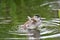 Wood duck chick closeup