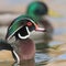 Wood duck closeup profile portrait