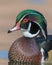 Wood duck closeup profile portrait