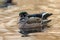 Wood duck couple  swimming in a pond