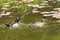 Wood duck couple swimming in pond.