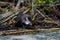 Wood duck duckling resting at lakeside