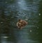 Wood duck duckling resting at lakeside