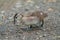 Wood duck duckling resting at lakeside