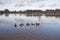 Wood Duck Evening Swim