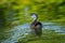 Wood Duck - female (Aix sponsa) paddling in a creek