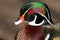 Wood Duck Head Portrait, Male, Canada