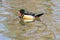 Wood duck on the lake at Bronx zoo