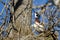 Wood Duck Looking to the Sky While Perched in a Tree