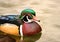 Wood duck Male Carolina duck ducks Aix sponsa