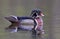 A wood duck male swimming in a local pond in spring
