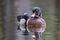 A wood duck male swimming in a local pond in spring