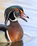 A wood duck male swimming in a local pond in spring