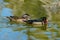 Wood Duck Mating Pair Swimming in a Lake