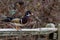 Wood Duck in the migratory bird sanctuary