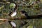 Wood Duck Pair Perched on Fallen Limb