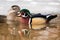 Wood Duck Pair Swimming Together