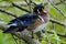 Wood duck perching on tree branch