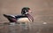 A Wood Duck Portrait