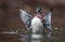 A Wood Duck Portrait