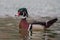 Wood Duck Quacking