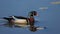 Wood Duck reflections