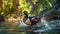 Wood Duck is taking a bath in the river