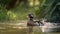 Wood Duck is taking a bath in the river