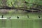 Wood Ducks on the Black River