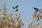 Wood Ducks Flying Past a Perched Friend High in the Autumn Tree Tops