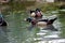 Wood Ducks Swim  605935