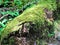 Wood in El Yunque Rain Forest on the Island of Puerto Rico