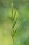 Wood false-brome & x28;Brachypodium sylvaticum& x29;