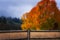 Wood fence and Autumn tree