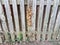 Wood fence with dead and alive ivy on it