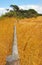 Wood fence in wheat field