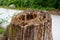 Wood with a fine rustic structure as a background, photographed in daylight