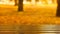 Wood floor with blurred trees of nature park background and autum season