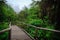 Wood footpath in tropical rain forest