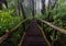 Wood footpath in tropical rain forest in Thailand