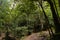 Wood / Forest in Anaga Mountain, in Tenerife - Centennial forest