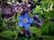 Wood forget me not flower close up