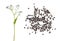 Wood forget-me-not plant Myosotis sylvatica. Flower and seeds on white background