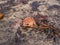 Wood Frog on Dirt Close Up Redish Brown