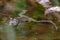 Wood frog floating with legs extended in a pond