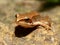 Wood frog - forest frog - natur - Hungary wildlife