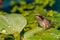 Wood Frog Metamorph